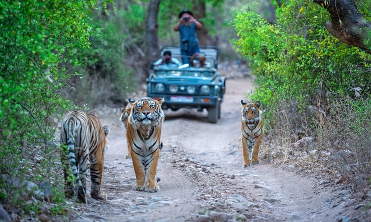 ranthambore-national-park-img